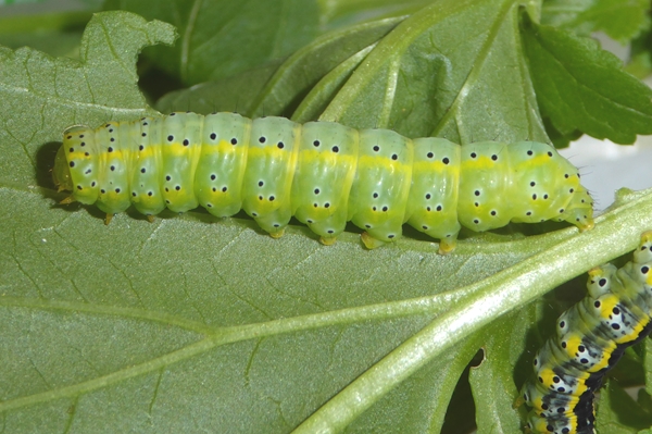 Cucullia (Shargacucullia) scrophulariphaga, Noctuidae